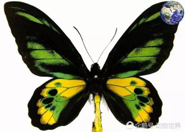 世界上最大的蝴蝶——亚历山大巨凤蝶,翅膀展开有31厘米长