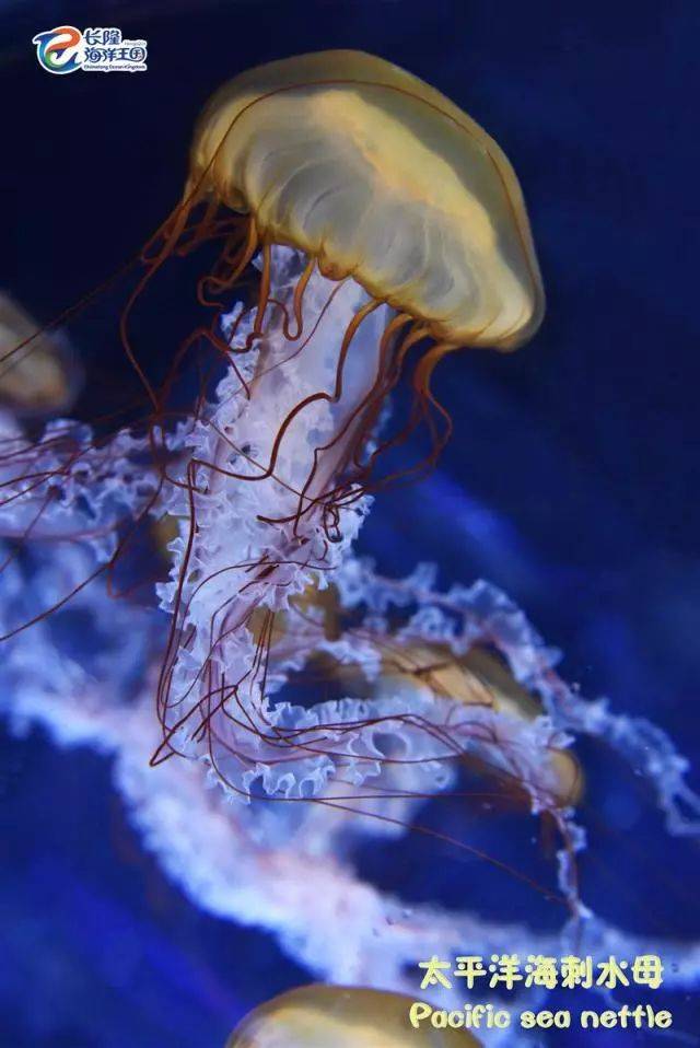 摄于珠海横琴长隆海洋王国 太平洋海刺水母属大型水母 其伞部直径可达