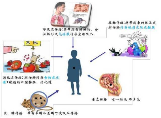 出血热的主要传染源 出血热的主要传播途径 (1), 呼吸道传播 鼠类