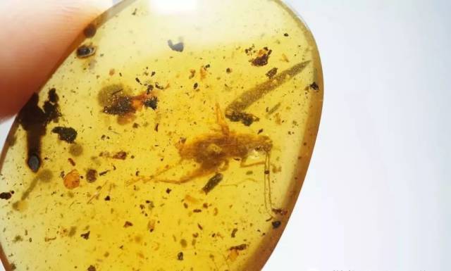 ȻСصĶΪɶôࣿ