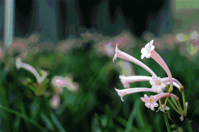 百花争艳,五彩缤纷!桂城花海二重奏,陪你过烂漫春节!