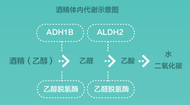 我们都知道，酒精在人体的代谢过程是：乙醇→乙醛→乙酸。其中，乙醇和