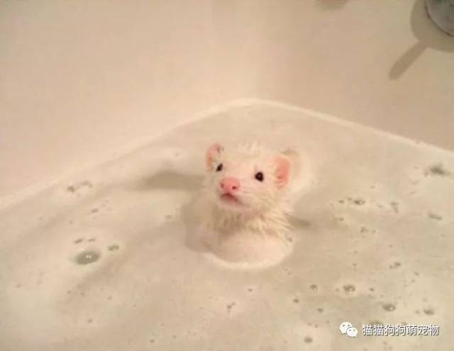 洗澡澡的小老鼠