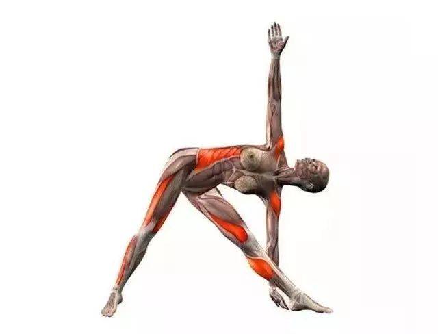 20个经典瑜伽体式解剖图,告诉你什么动作锻炼哪里!(收藏)