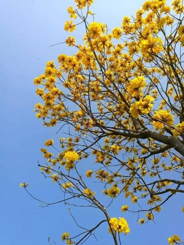 微风吹过,仿佛能听到清脆的铃声 在迎接春天的到来 黄花风铃木的花语