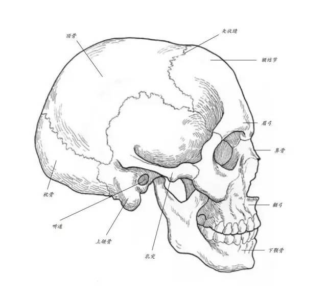 头颅与它的肌肉 ▽ 我们现在来察看头部的细节解剖图,这里的两张图