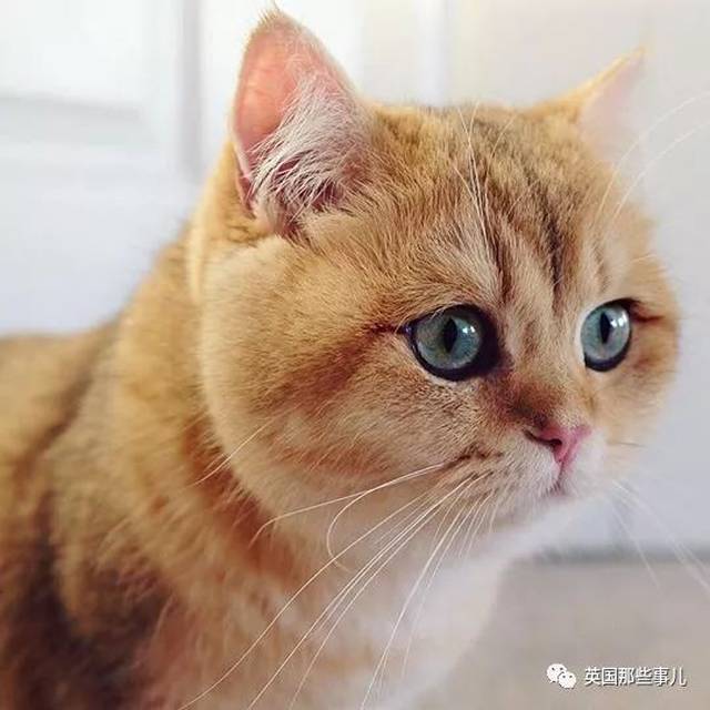 一只自带眼线的橘猫…这自带妆感的大眼睛,很妖艳咯