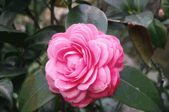 【樱花茶花节】广州九龙湖4a级景区29.9元起~万亩贵族