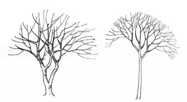 初学者学画树可从临摹各种形态的树木图例开始.