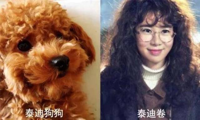 和泰迪狗狗一样,从上到下都是卷度较大的小卷,整体更显蓬松.