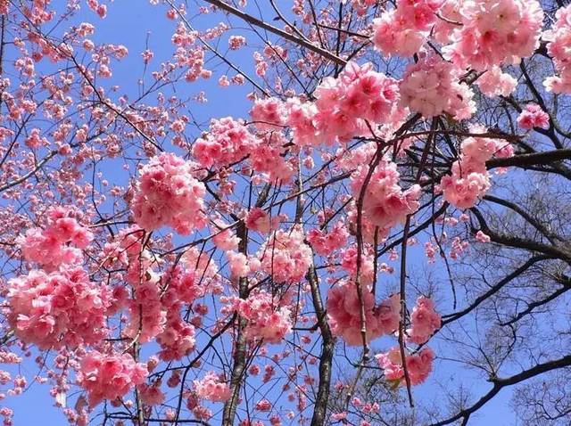 【0元抢票】首届清远(龙颈)樱花节,100张门票免费送!