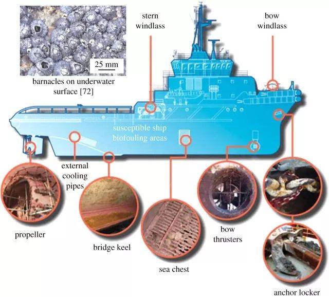 船体生物污垢指的是多种水栖生物(微生物,植物,藻类以及动物)在船舶水