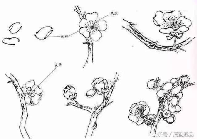 学习大师的梅花画法