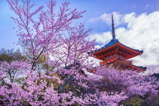 本隆寺,平安神宫,山科疏水,半木之二条城,妙心寺退藏院,岚电樱花隧道