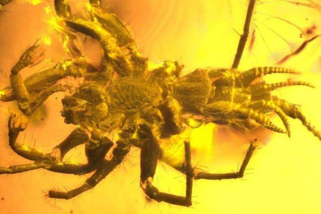 一亿年前的远古蜘蛛现身缅甸琥珀,长有蝎子样尾巴,取名奇美拉