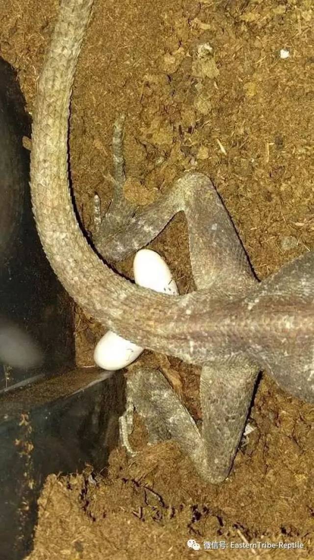 奔跑吧!斗篷蜥/ 伞蜥chlamydosaurus
