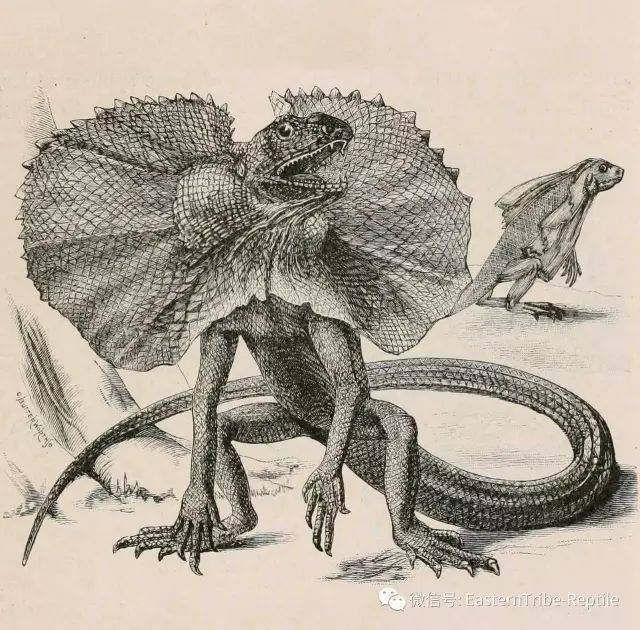 斗篷蜥/ 伞蜥chlamydosaurus
