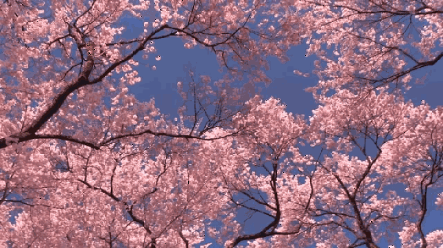 2018日本樱花盛开时间表,最美赏樱胜地都在这里了(收藏)