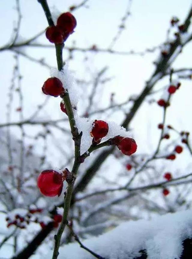 【绝美】傲雪寒梅为君开