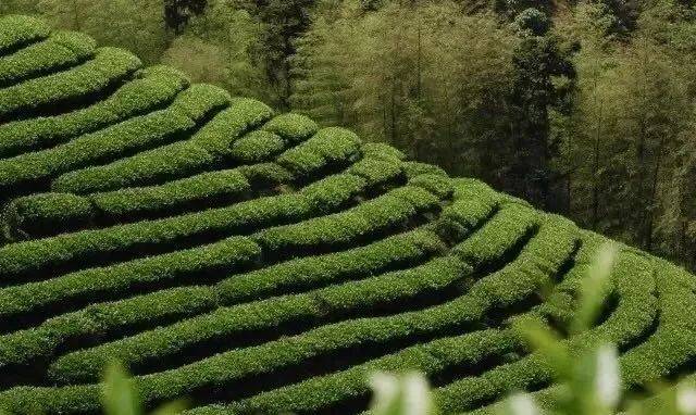 旅淘 在福鼎点头镇,一个下午就能爱上白茶