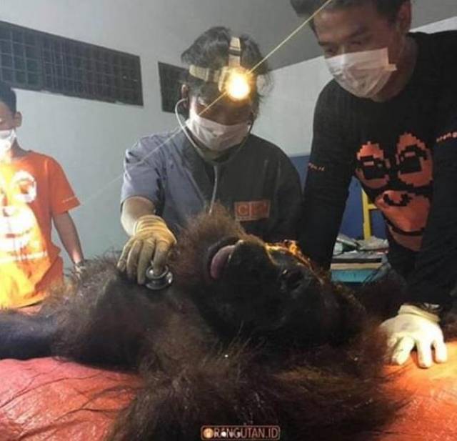 印尼濒危大猩猩被打成筛子 仅头部就中74枪