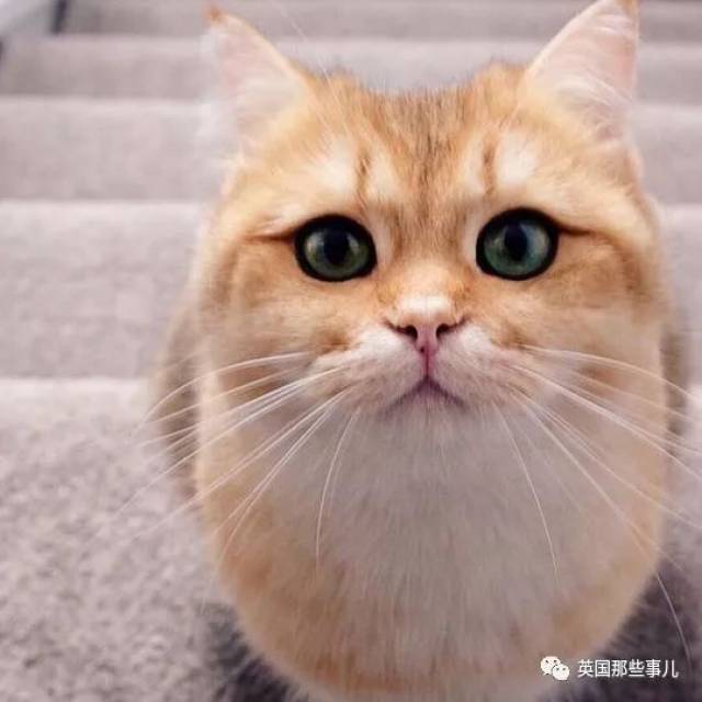 一只自带眼线的橘猫…这自带妆感的大眼睛,很妖艳咯