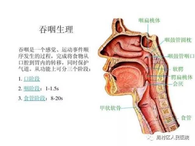 康复科普知识小课堂之---吞咽障碍