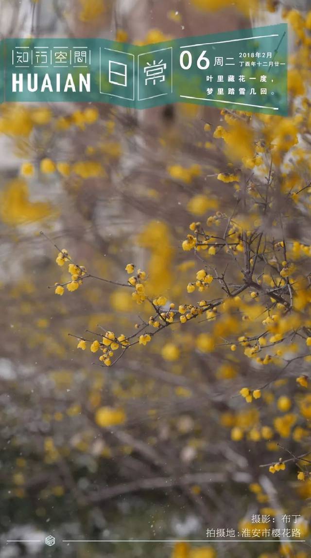 【淮安日常】2月6日,今日荐语:叶里藏花一度,梦里踏雪几回