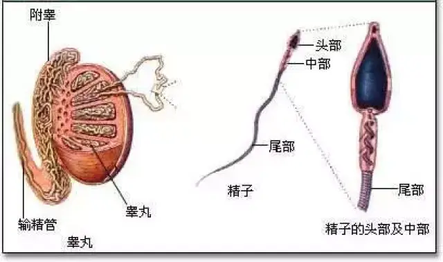 根据相关的医学的统计,一般的成年的男性的睾丸一生中是可能产生精子