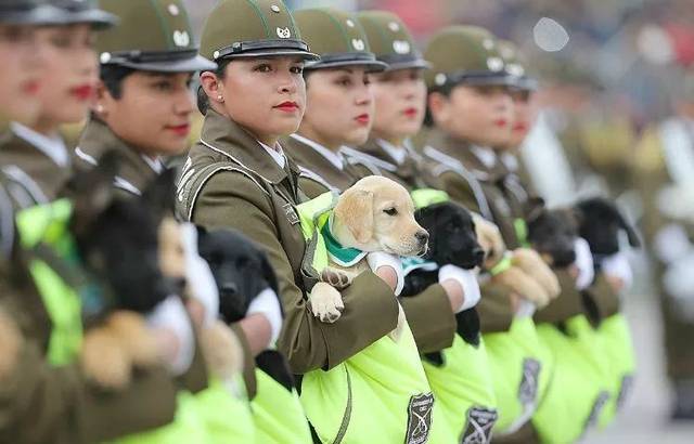 各国阅兵式上出现过哪些动物?智利女警怀抱小