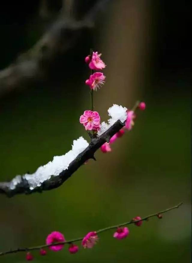 【绝美】傲雪寒梅为君开