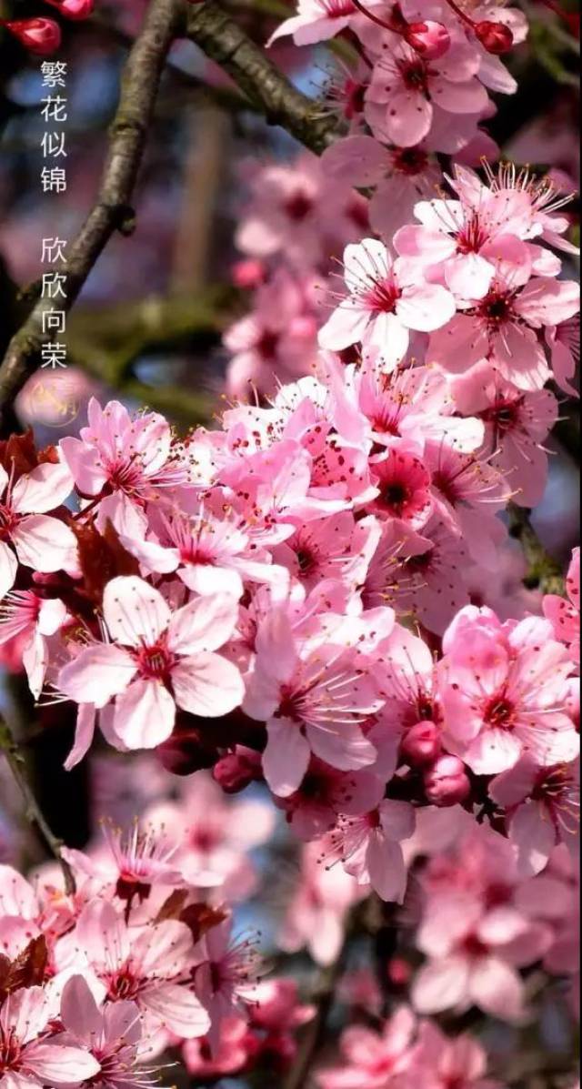 繁花似锦,欣欣向荣