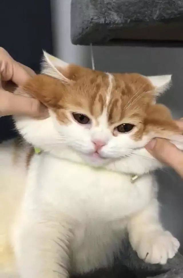 壁纸 动物 猫 猫咪 小猫 桌面 640_972 竖版 竖屏 手机
