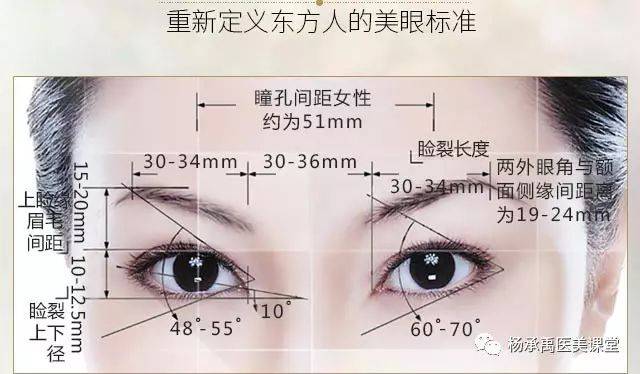 眼部的基本结构