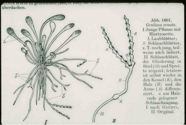 食虫植物系列:螺旋狸藻的"迷宫陷阱"