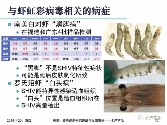 对虾"黑脚病"是机械损伤感染细菌?黄倢表示或是其它原因