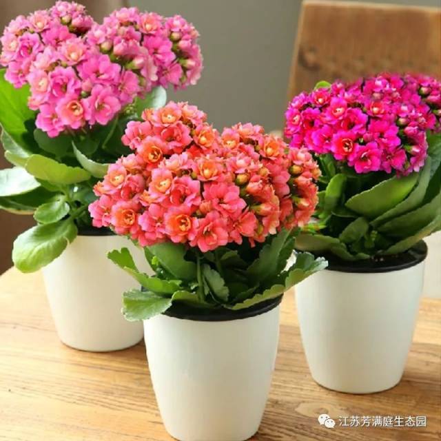 长寿花  选择:以生长健壮,造型优美,叶片油润碧绿,花蕾饱满且有一定