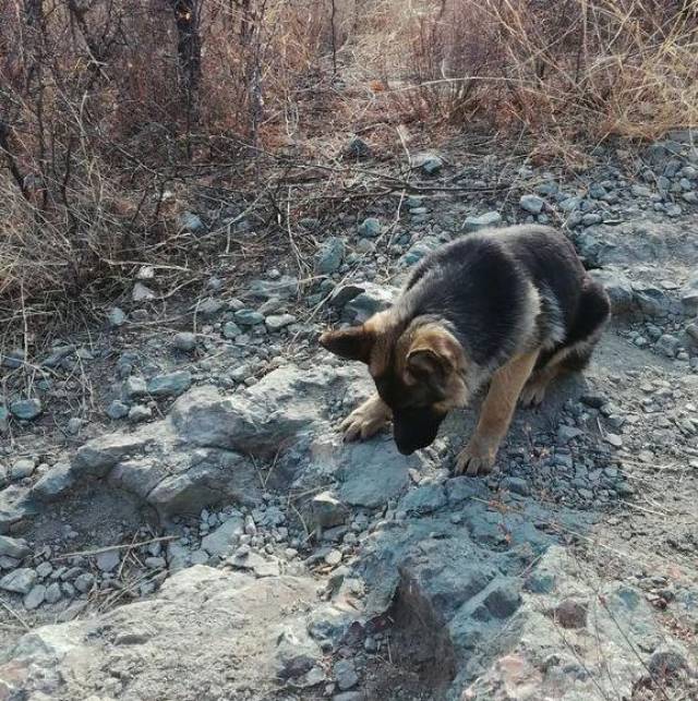 我们山区这野猪野狗多,在线等急