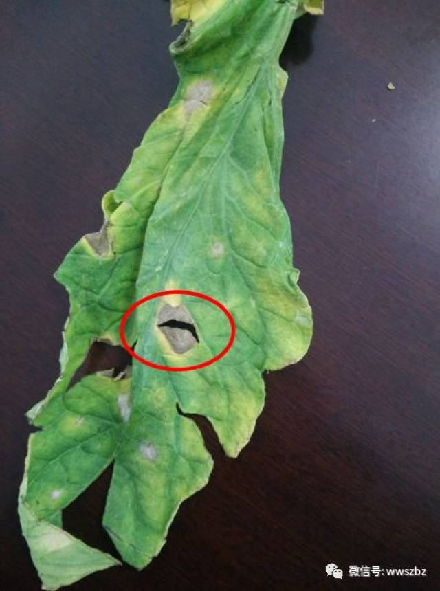 图3 鸟眼斑 番茄疮痂病主要危害叶片,发病初期叶面形成水浸状褪绿