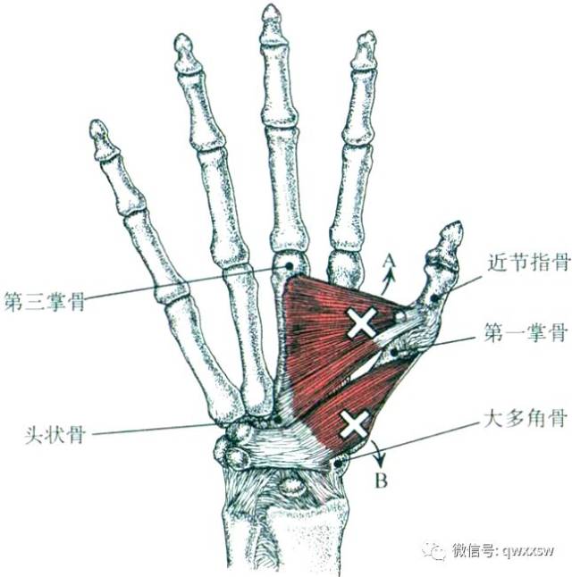 肌肉起止点斜头和横头共同附着于拇指近节指骨根部尺侧;止点处横头