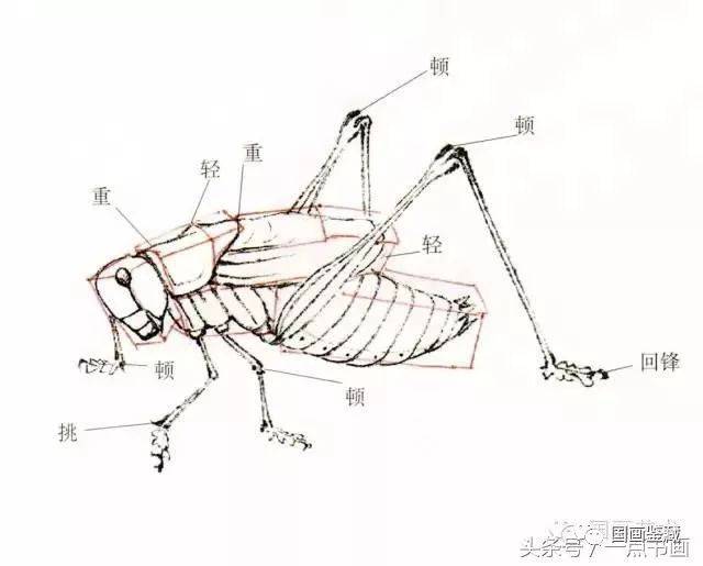 蝈蝈工笔和写意画法_手机搜狐网