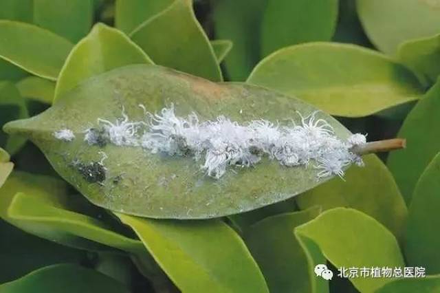 看清楚了,花卉上常见的几种蚧壳虫,说不准你家也有