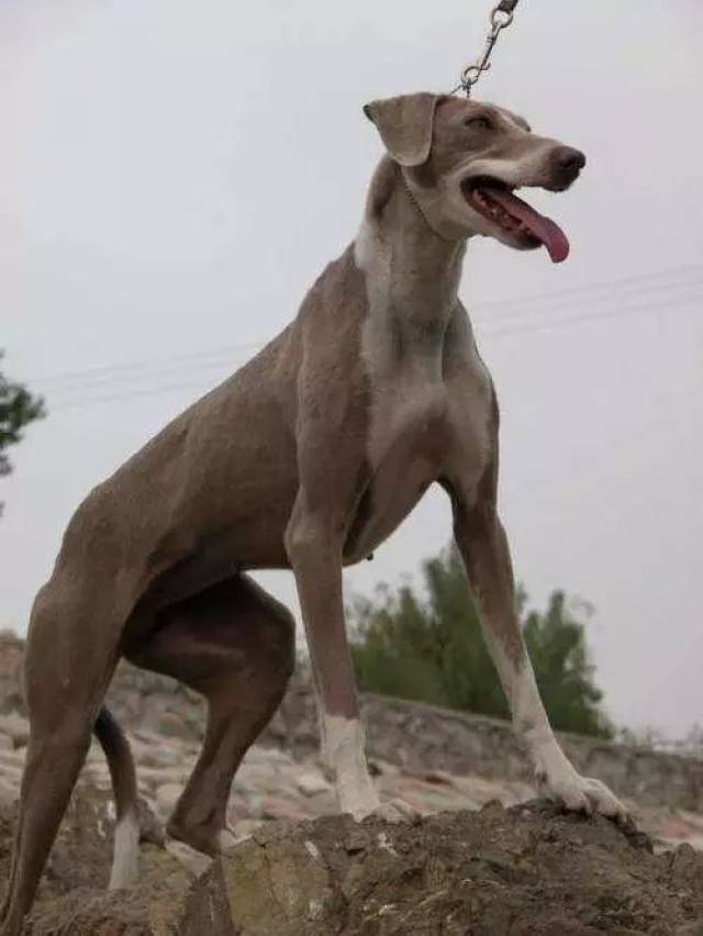 河北细犬是由山东细犬中的滑条通过改良而成的,历史作用与山东细犬