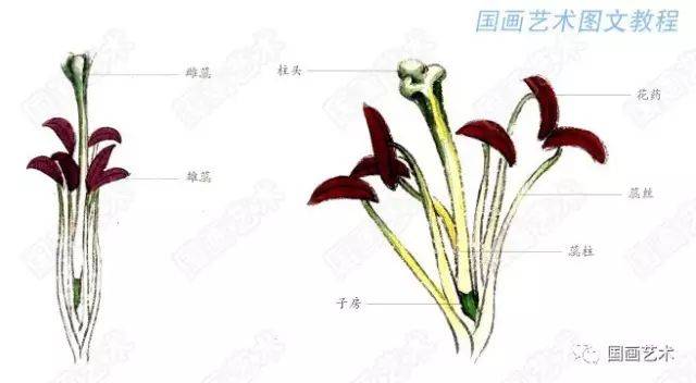 花蕊的结构图示 百合花蕊的画法通常是白粉平涂蕊丝,再用淡草绿分染