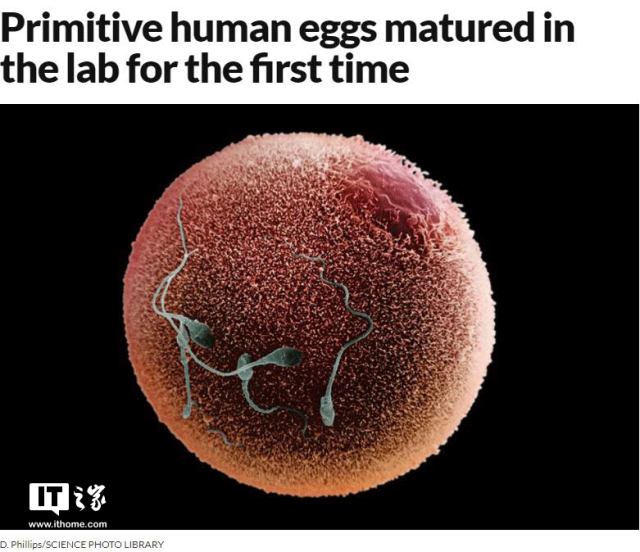 科学家首次成功在实验室里培育出人类卵细胞_手机搜狐网
