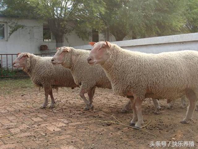 夏洛莱羊 5,夏洛莱羊 夏洛莱羊原产于法国,具有早熟,耐粗饲,采食能力