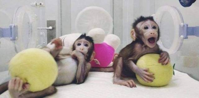 中国首次成功培育出体细胞克隆猴“中中”和“华华”。