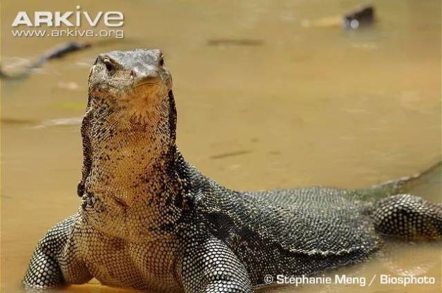 泽巨蜥 varanus salvator金头泽巨蜥 varanus cumingi莫顿水巨蜥