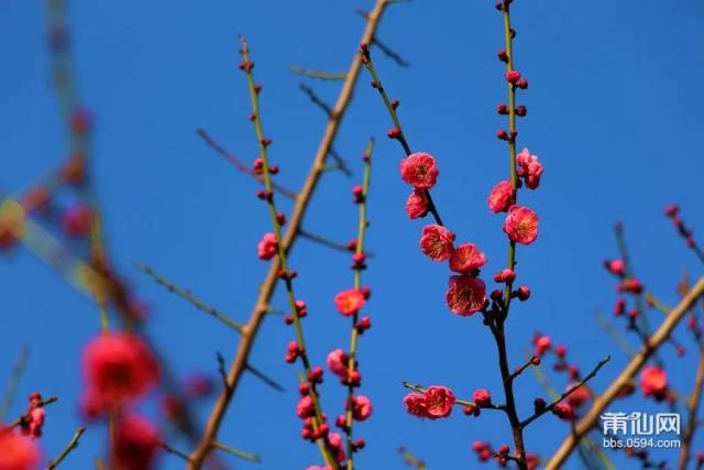 片片鲜红的花瓣,一丛鹅黄的花蕊,组成一朵朵玲珑的梅花