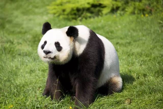 她的大儿子就是如今旅居法国博瓦勒动物园的熊猫皇帝——圆仔(园子)